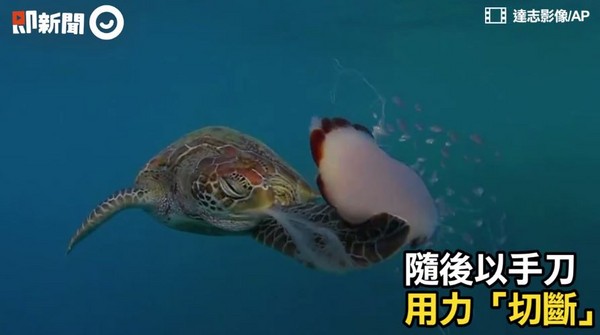 ▲▼海龜吃水母觸鬚。（圖／翻攝自即新聞）