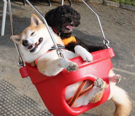 柴柴坐盪鞦韆展露幸福臉。（圖／翻攝自Instagram@unihalo）