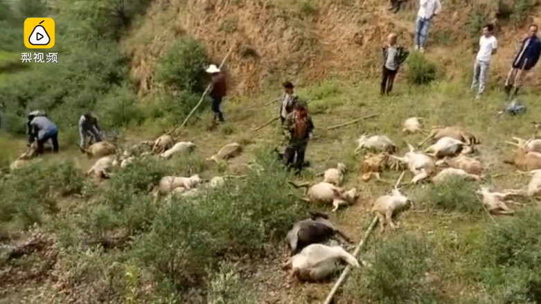山西省忻州市靜樂縣一處山區有羊群在山坡上吃草，結果遭遇雷擊，其中有50頭羊不幸被雷劈死。（圖／翻攝《梨視頻》）