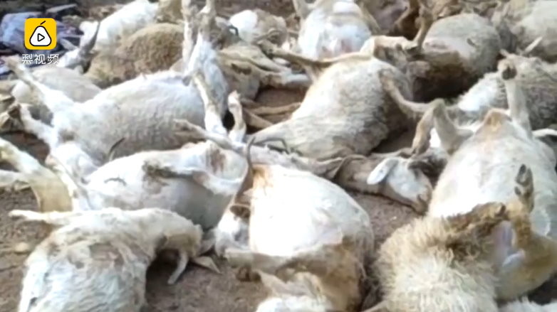 山西省忻州市靜樂縣一處山區有羊群在山坡上吃草，結果遭遇雷擊，其中有50頭羊不幸被雷劈死。（圖／翻攝《梨視頻》）