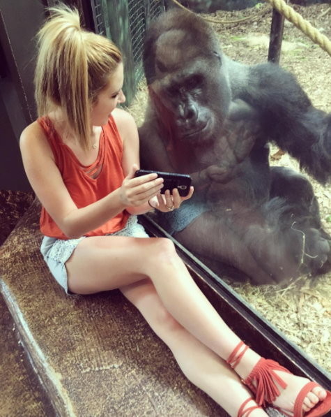 美國路易斯維爾動物園（Louisville Zoo）一隻大猩猩，專心看著女遊客琳賽手機中的大猩猩寶寶影片。（圖／翻攝「Lindsey Costello」Instagram）