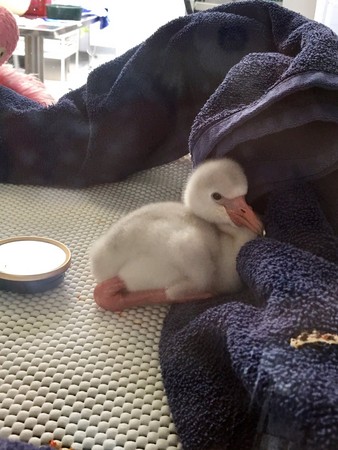 ▲紅鶴小寶寶長得超療癒。（圖／翻攝自Imgur）