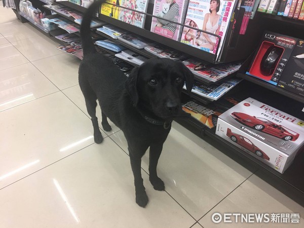 ▲▼嘉義「悲傷小黑」超商躲雨　「弄到小孩」遭客人通報捕捉。（圖／網友張惠美授權提供）