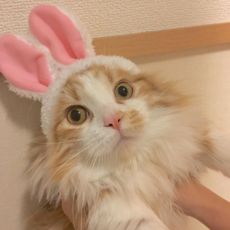 ▲ 水亮雙眼好有神! 小貓咪吉兒的兔女郎造型。（圖／翻攝自Instagram）