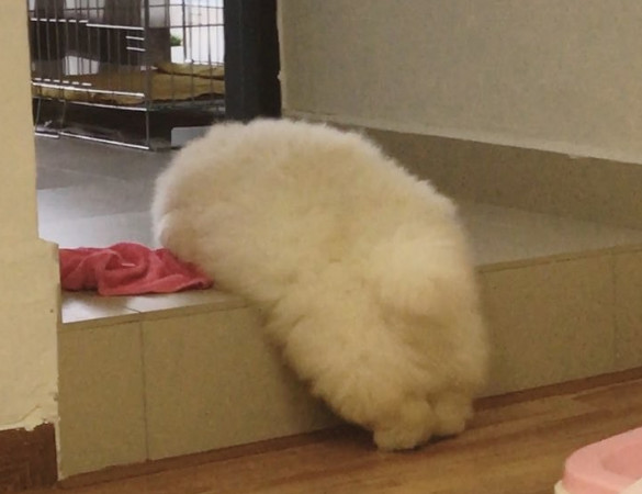 屁屁太重啦！小鬆獅肥臀卡在階梯上。（圖／翻攝自Instagram@puffie_the_chow）