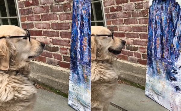 黃金獵犬艾拉專心賞油畫。（圖／翻攝自Instagram@juliaspowell10） 