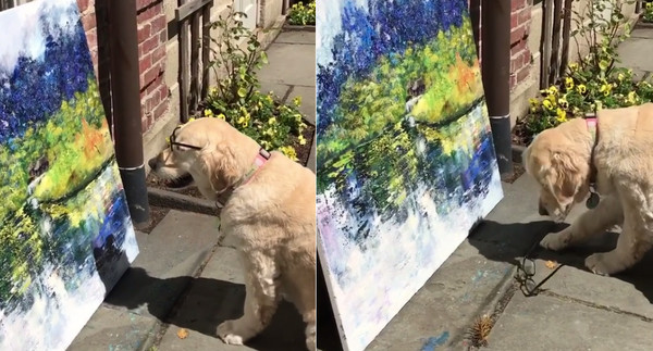 黃金獵犬艾拉專心賞油畫。（圖／翻攝自Instagram@juliaspowell10） 
