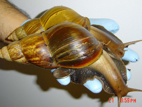 非洲大蝸牛Giant African Snail。(圖／達志影像／美聯社)