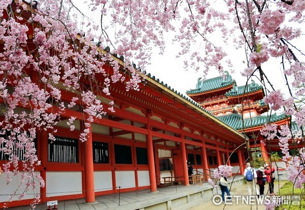 ▲▼京都平安神宮櫻花，日本賞櫻。（圖／記者蔡玟君攝）