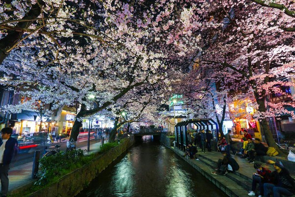 哲學之道的夜櫻景緻。