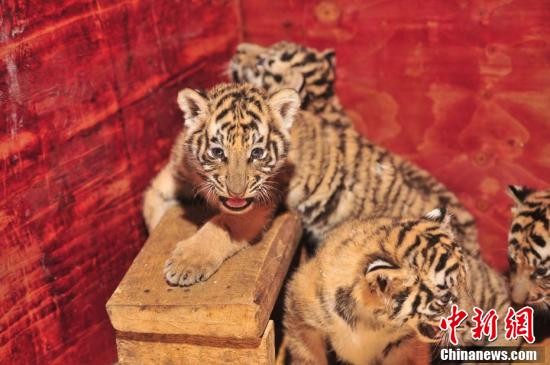 ▲▼雲南野生動物園東北虎一次產七胞胎。（圖／翻攝中新網）