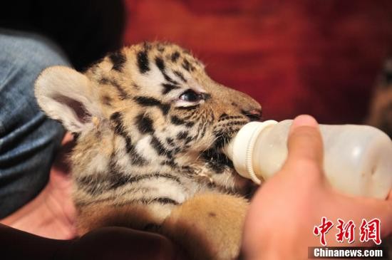 ▲▼雲南野生動物園東北虎一次產七胞胎。（圖／翻攝中新網）