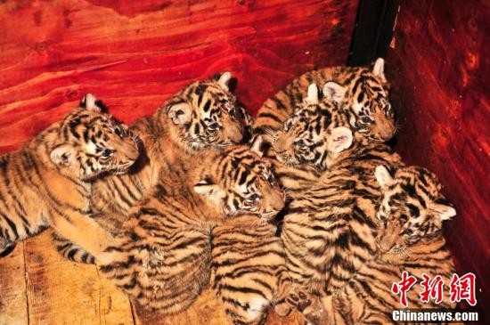 ▲▼雲南野生動物園東北虎一次產七胞胎。（圖／翻攝中新網）