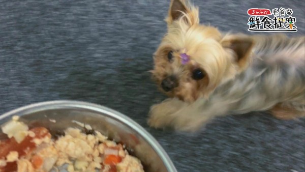 簡單清爽的毛孩電鍋料理—雞肉番茄盅(圖/毛起來 MaoUp)