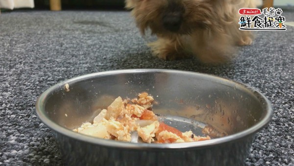 簡單清爽的毛孩電鍋料理—雞肉番茄盅(圖/毛起來 MaoUp)