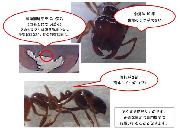 ▲大阪港驚傳紅火蟻入侵。（圖／日本環境省）