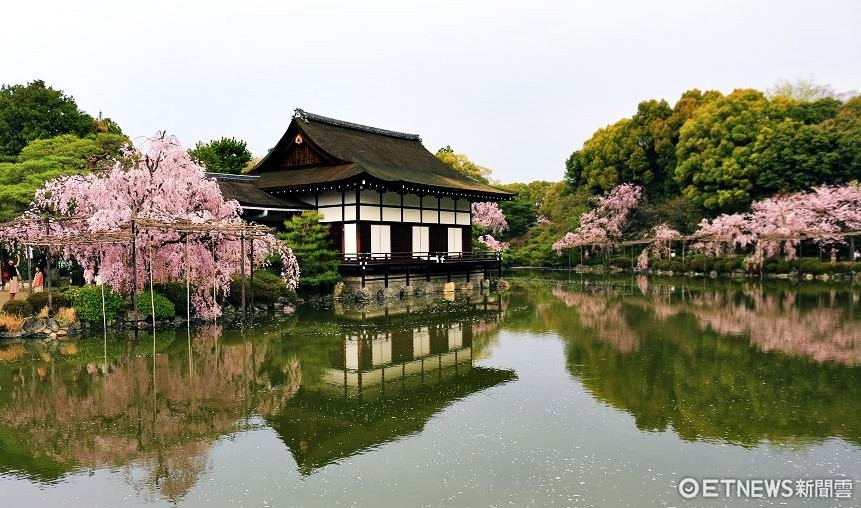 ▲▼京都平安神宮櫻花，日本賞櫻。（圖／記者蔡玟君攝）