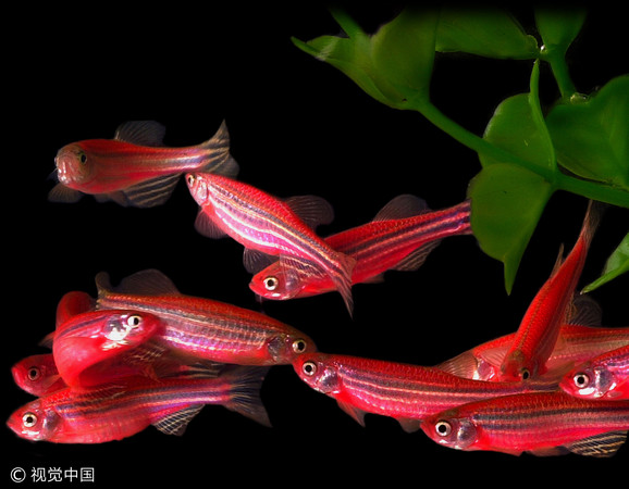 ▲▼斑馬魚。(圖/CFP)