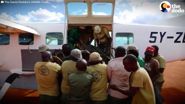 ▲走失小象送至肯亞當地收容所（圖／翻攝自Dodo Impact粉絲專頁）