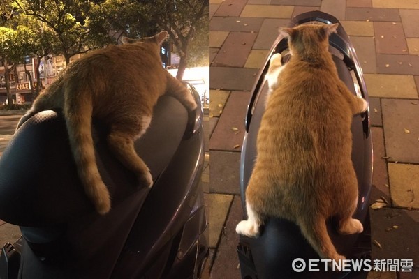 ▲好熱喔！胖胖貓融化變「橘子醬」　大字形佔滿機車坐墊。（圖／網友Jinni Fang提供）