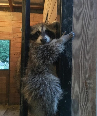 浣熊。(圖／取自BoredPanda)