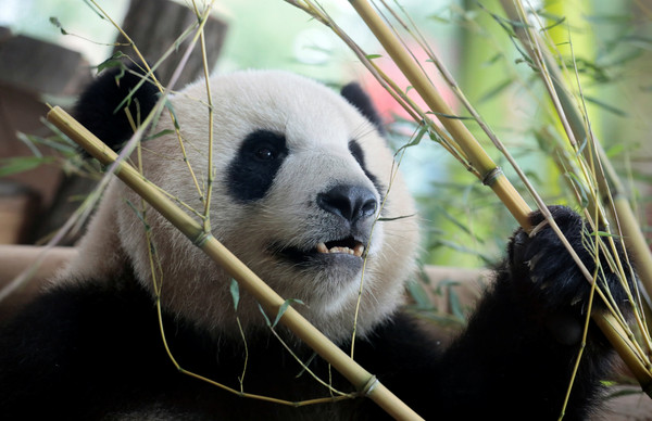 ▲▼習近平和梅克爾探望柏林動物園的兩隻熊貓。（圖／路透社）