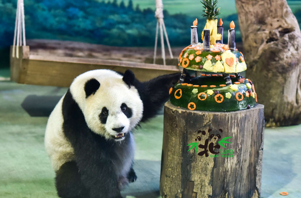 ▲圓仔4歲生日！動物園送竹香水果蛋糕　歡慶牠「轉大人」。（圖／台北市立動物園提供，以下同）