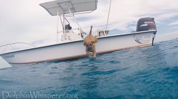 ▲狗狗興奮跳下水與海豚群同游。（圖／翻攝自YouTube）