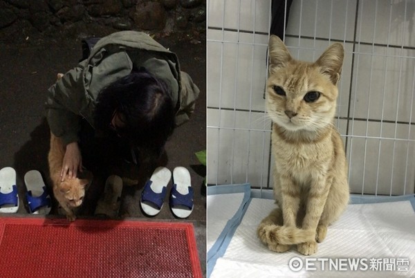 ▲▼大雨像牠的淚...愛滋貓媽奮力生下4小橘　1個月後腎衰死。（圖／Dcard網友授權提供）