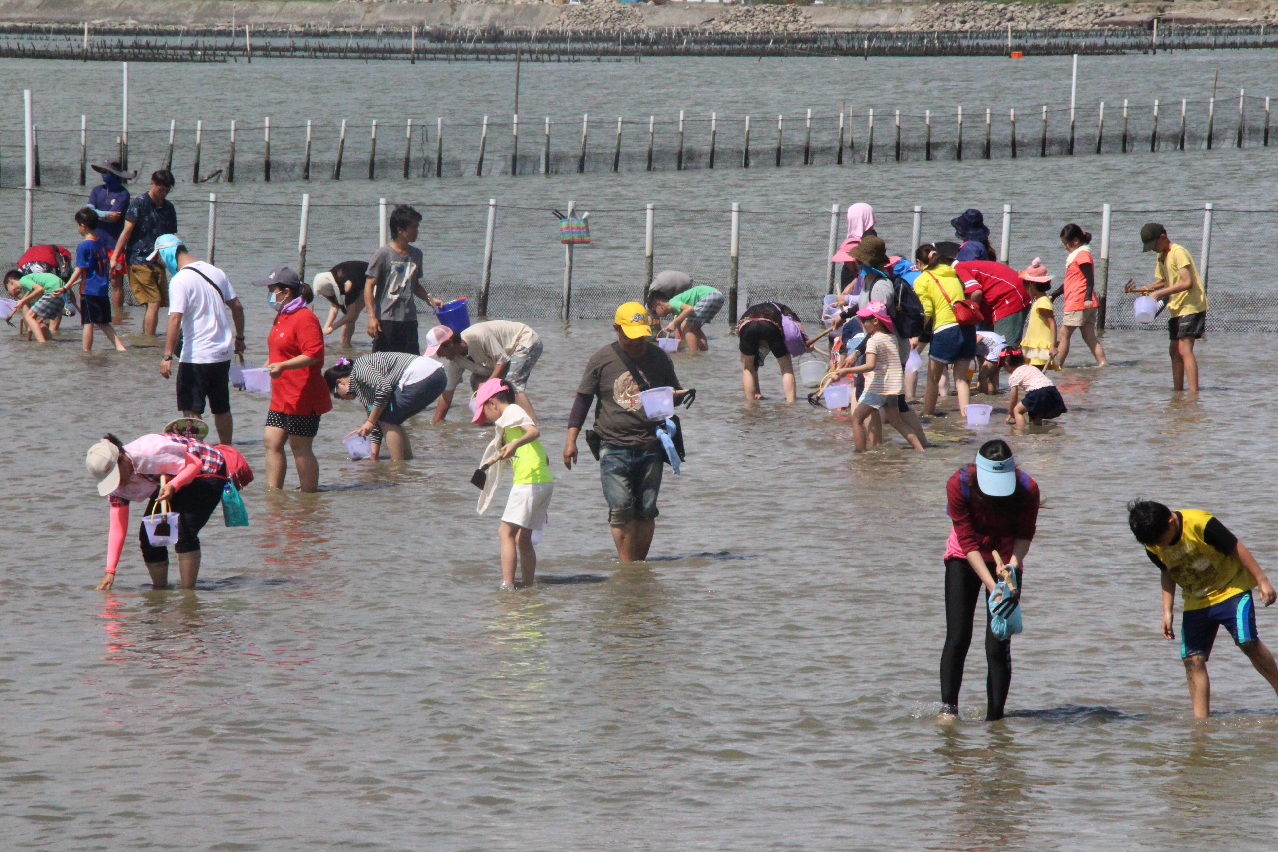 ▲七股海鮮節最受歡迎的摸文蛤活動，位於台江國家公園六孔碼頭旁的觀光赤嘴園，均吸引眾多民眾前往參與。（圖／交通局提供）