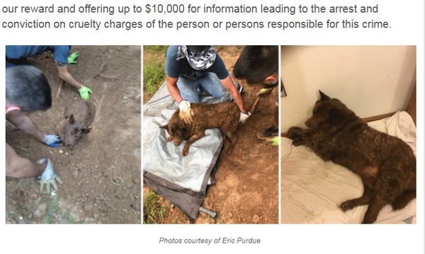 泥土中只剩臉...小狗被活埋3天　動保團體懸賞30萬緝凶。（圖／翻攝自「PETA」網站）