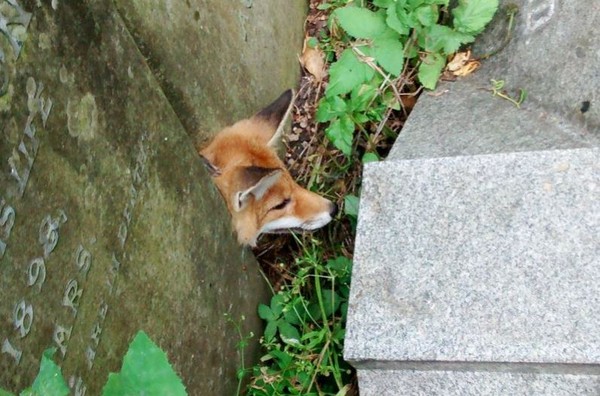 ▲英國有隻狐狸頭卡在2個墓碑之間。 （圖／翻攝自RSPCA官網）