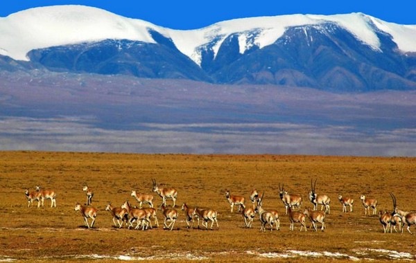 ▲「可可西里自然保護區」，是瀕危野生動物藏羚羊的主要棲息地。（圖／翻攝自網路）