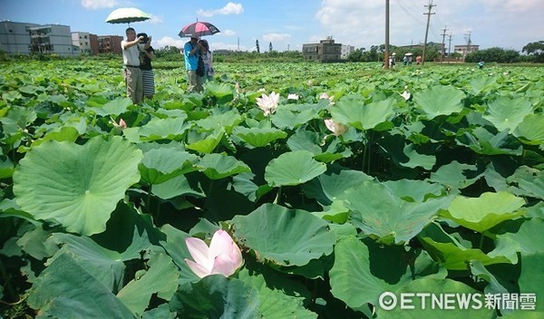 ▲桃園蓮花季周邊大賀蓮盛開，民眾賞蓮之餘，也不忘拍照打卡。（圖／記者楊熾興攝）