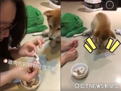 ▲主人餵雞肉「偷包飼料」 挑食柴秒吐地上:呸!想騙本汪?。(圖/柴犬摟蕾Rolex粉絲專頁提供)
