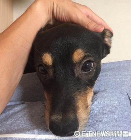 汪星人「豆皮」照鏡子。（圖／網友A-Wei Liao提供，請勿隨意翻拍，以免侵權。）