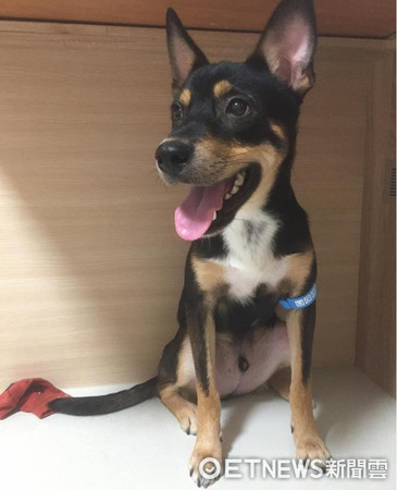 汪星人「豆皮」照鏡子。（圖／網友A-Wei Liao提供，請勿隨意翻拍，以免侵權。）