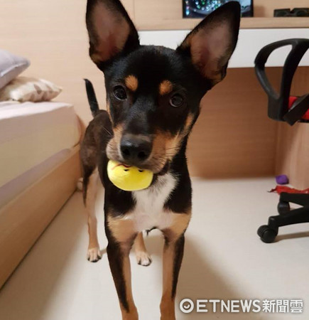 汪星人「豆皮」照鏡子。（圖／網友A-Wei Liao提供，請勿隨意翻拍，以免侵權。）