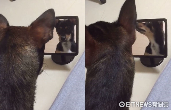 汪星人「豆皮」照鏡子。（圖／網友A-Wei Liao提供，請勿隨意翻拍，以免侵權。）