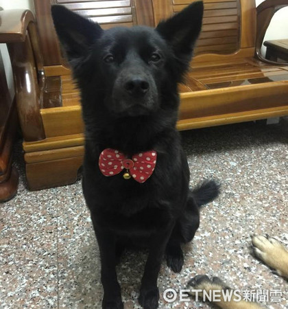 ▲狗狗用「隱身術」狂盯水煮肉　「炙熱視線」穿透黑暗。（圖／網友Vida Lin提供）