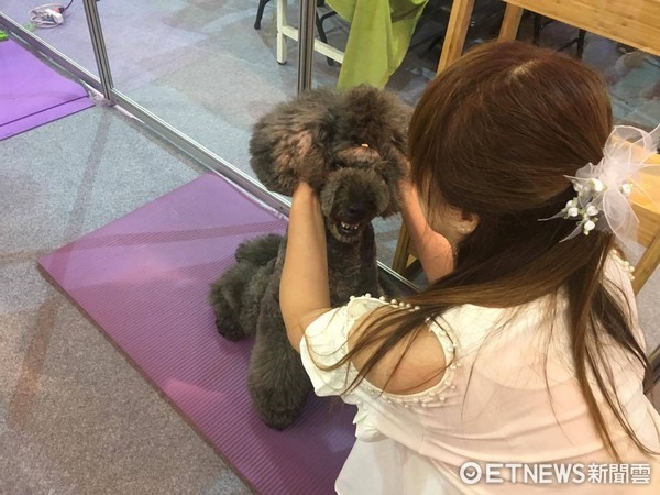 「標準型貴賓」阿芙在寵物展按摩爽翻天。（圖／授權自Macchiato的兄弟姐妹粉絲專頁）
