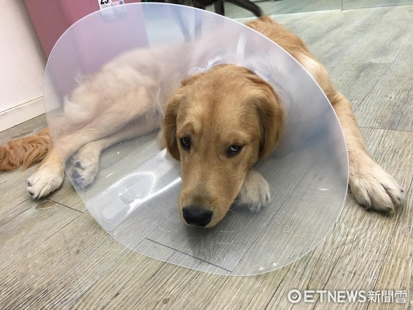 「標準型貴賓」阿芙在寵物展按摩爽翻天。（圖／授權自Macchiato的兄弟姐妹粉絲專頁）