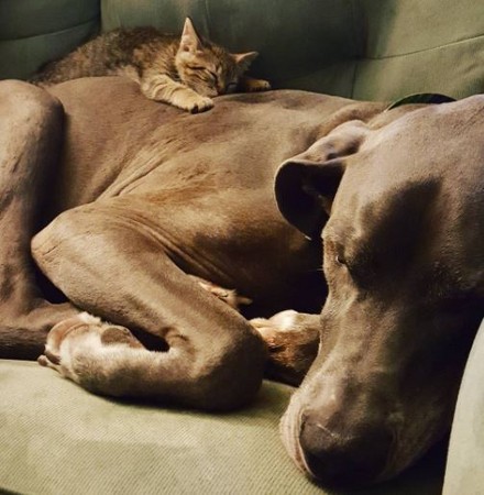 小貓揮拳大丹狗。（圖／翻攝自Instagram@ronan_and_oliver）