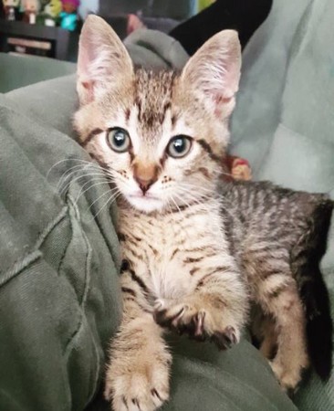 小貓揮拳大丹狗。（圖／翻攝自Instagram@ronan_and_oliver）