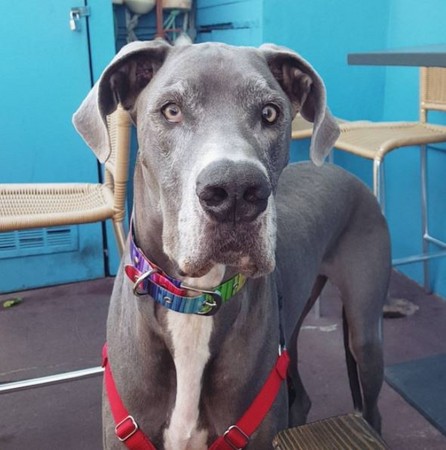 小貓揮拳大丹狗。（圖／翻攝自Instagram@ronan_and_oliver）