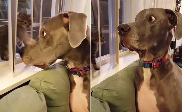 小貓揮拳大丹狗。（圖／翻攝自Instagram@ronan_and_oliver）