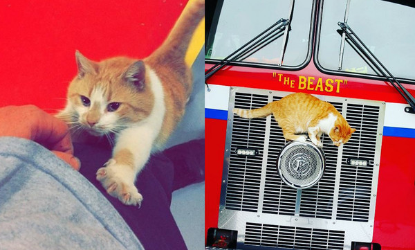 ▲收編我嘛～流浪貓幾次進消防局討食　最後成為隊員之一。（圖／翻攝自Instagram:flamethearsoncat）