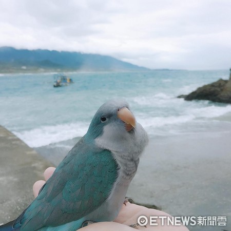 ▲連署禽鳥上大眾運輸。（圖／記者陳俐潔攝）