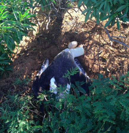 ▲▼夏威夷歐胡島西端Kaena Point自然保護區，有15隻黑背信天翁（Laysan albatross）遭虐殺。（圖／翻攝自DLNR官網）