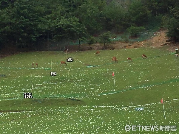 ▲京都高爾夫球練習場驚見梅花鹿闖入吃球。（圖／網友大同區小志提供）